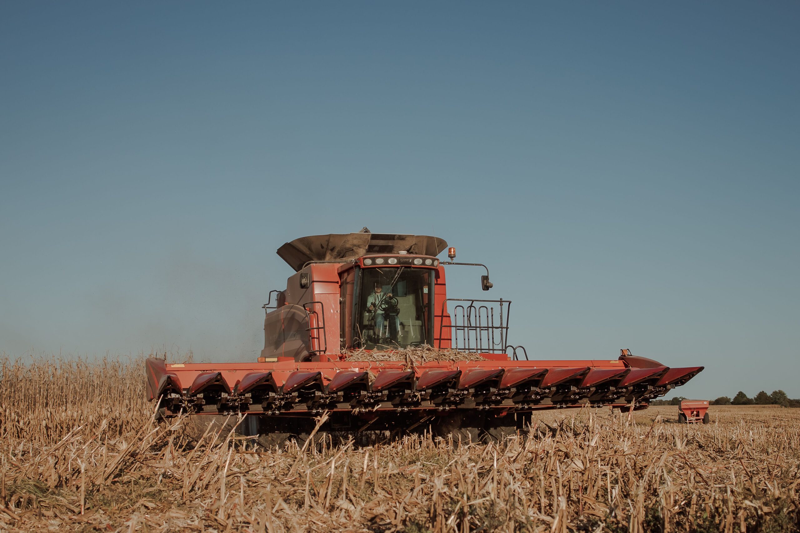 Freshly harvested corn