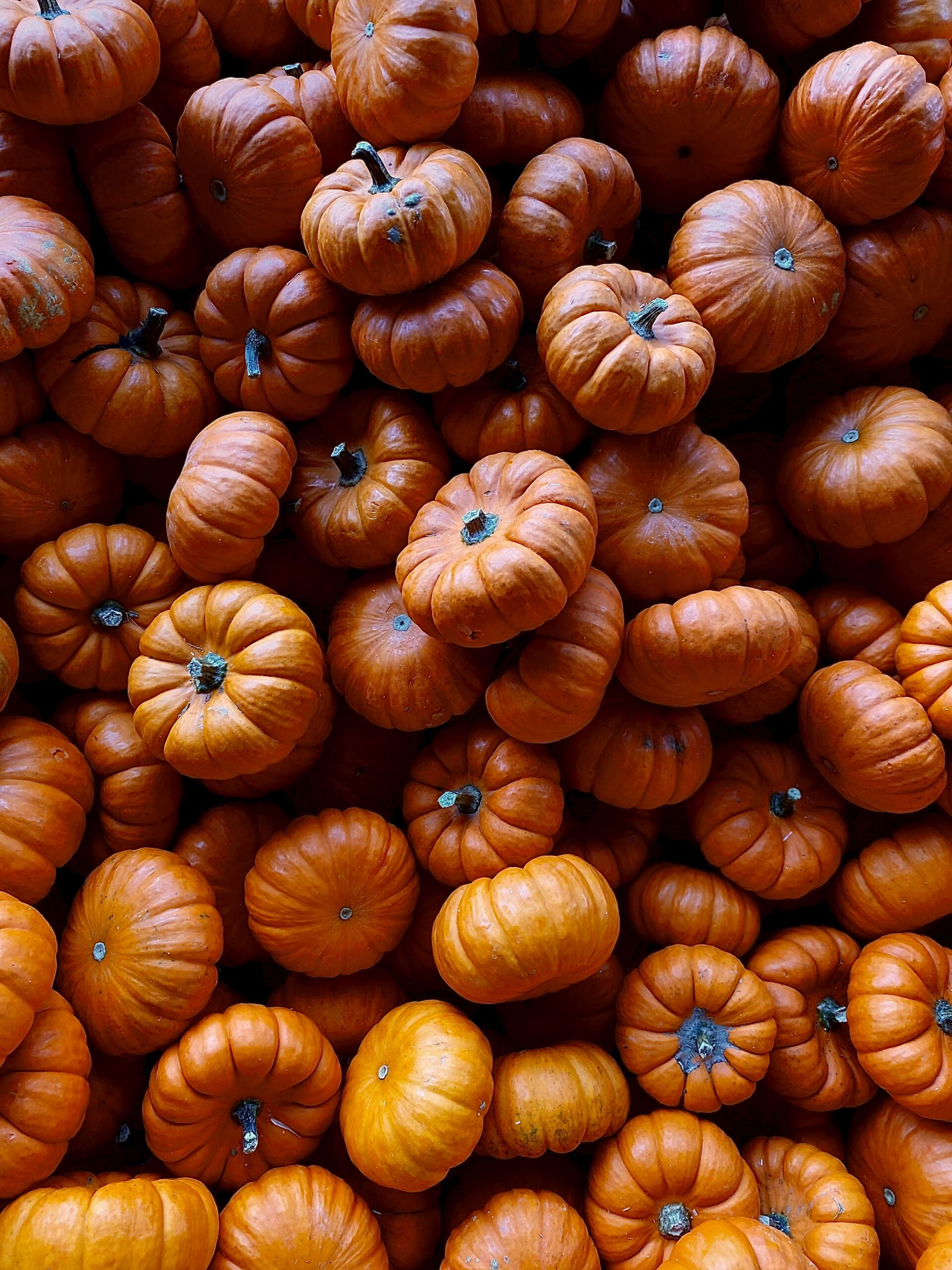Pumpkins at an autumn harvest