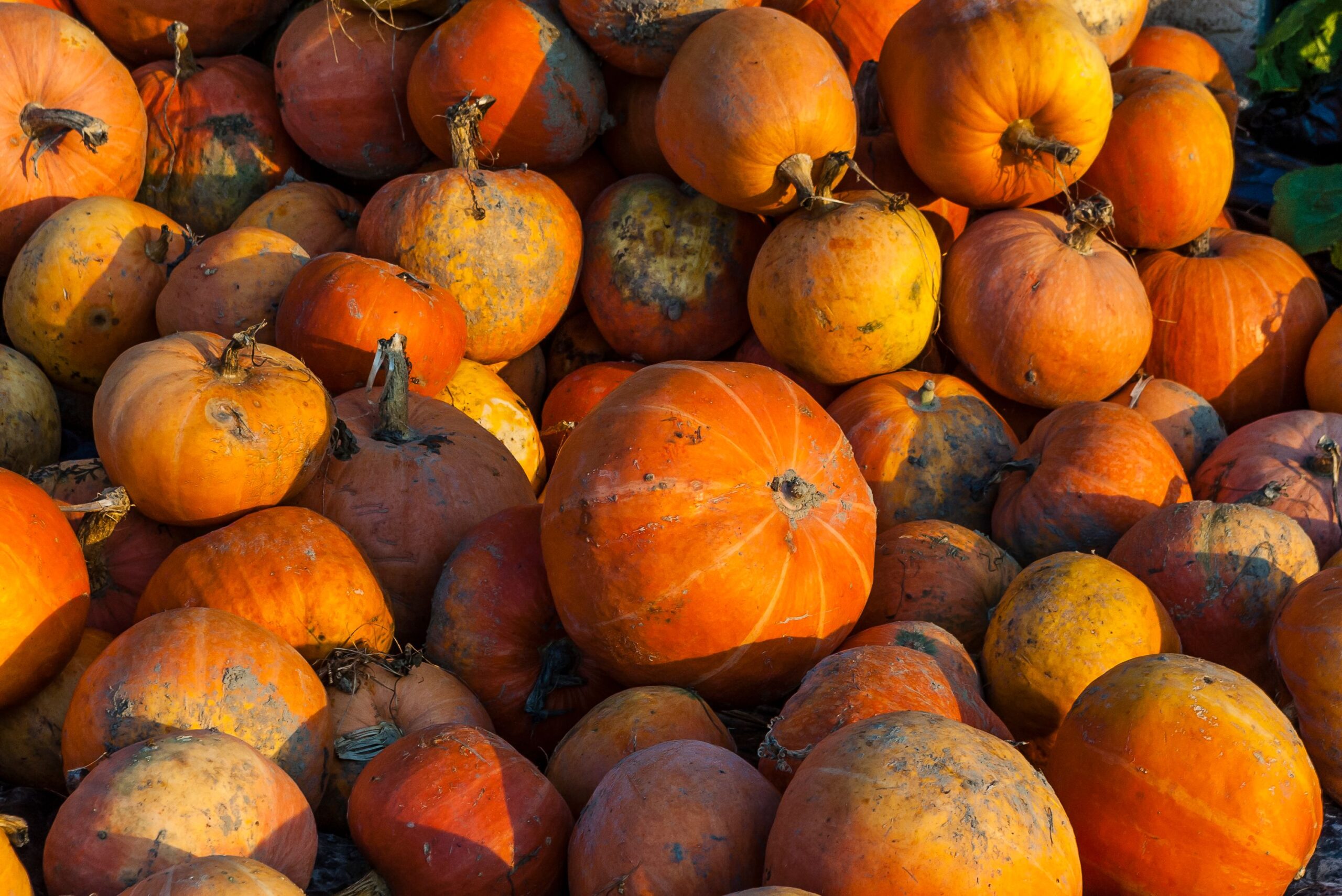 Autumn harvest table setting