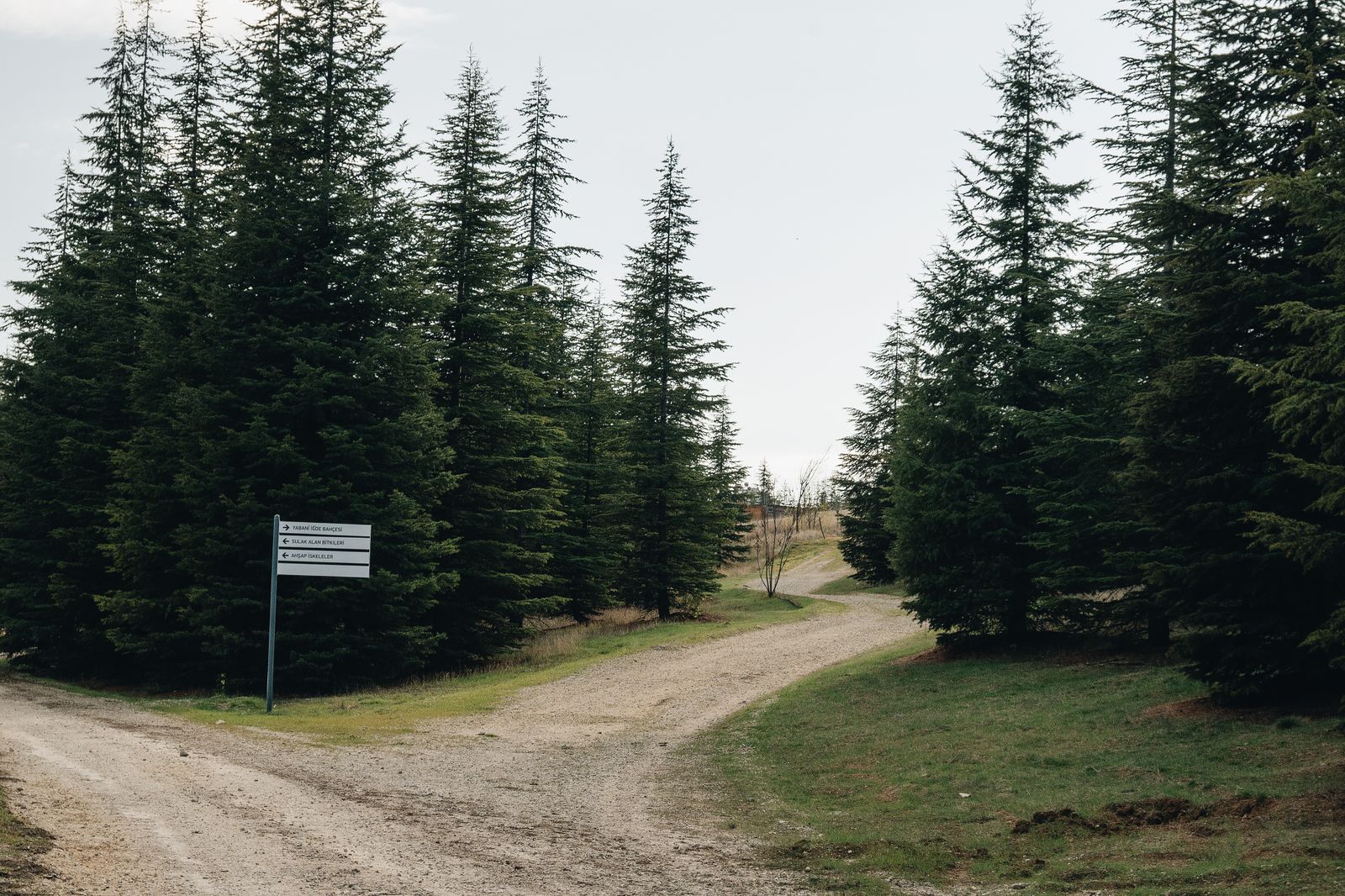 Signpost on a forest path among fir trees