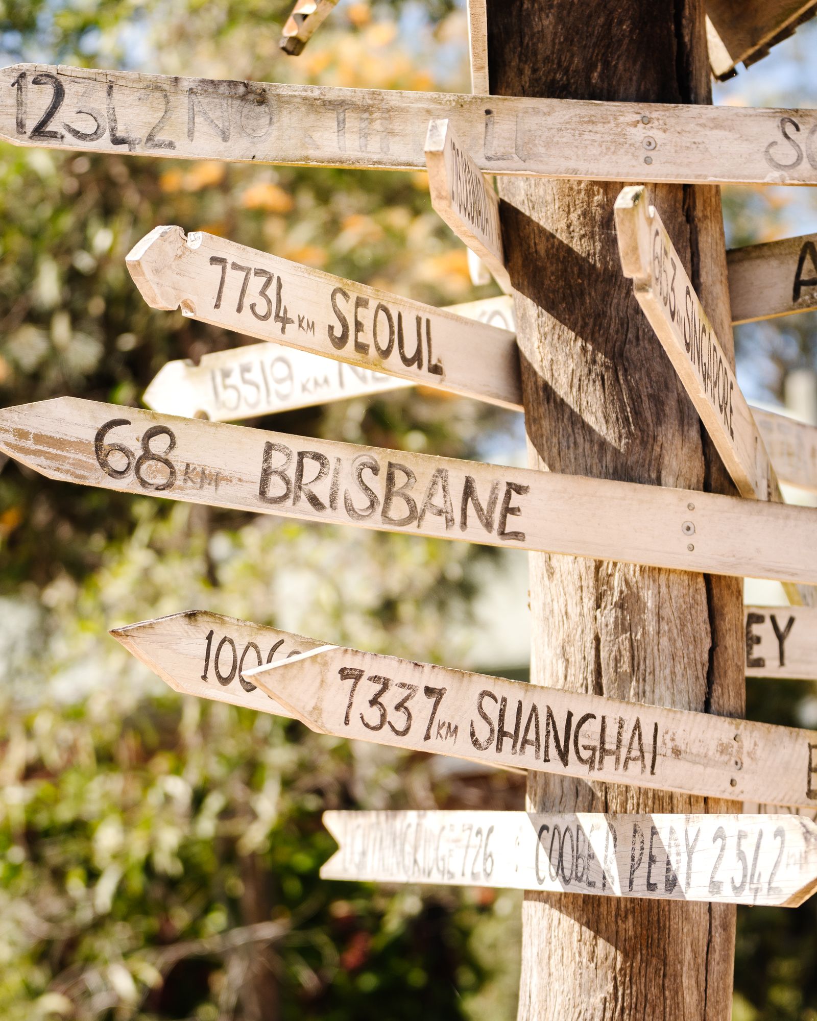 Wooden directional signs nailed to a tree