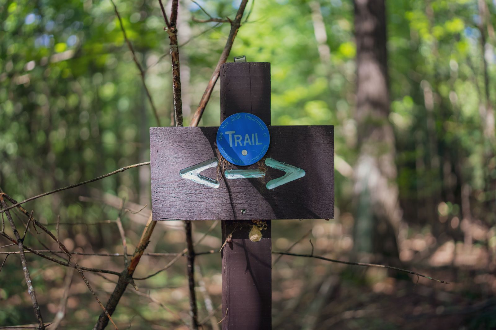 Trail direction signs on a pole in the forest