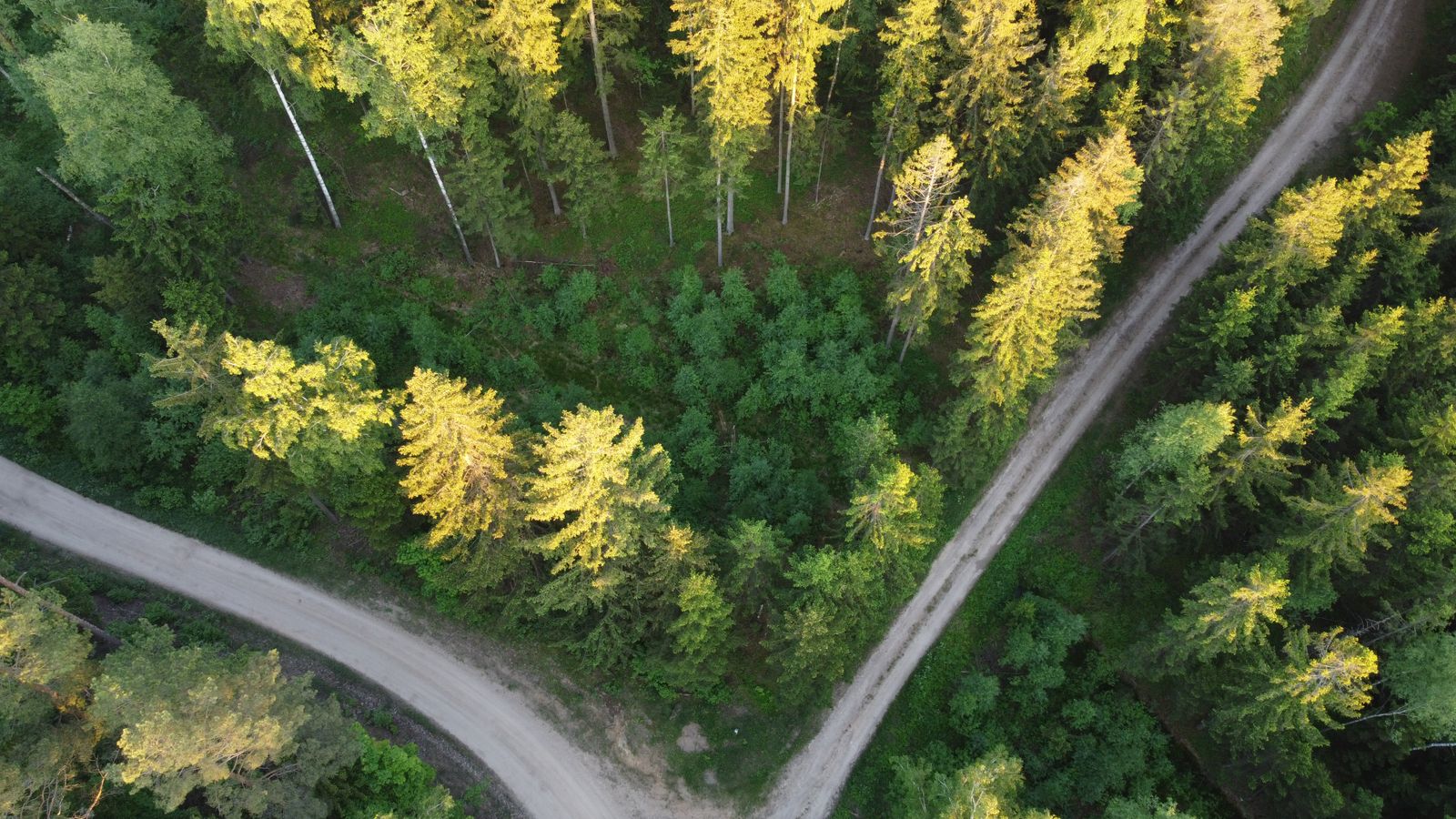 Two paths diverging in a forest
