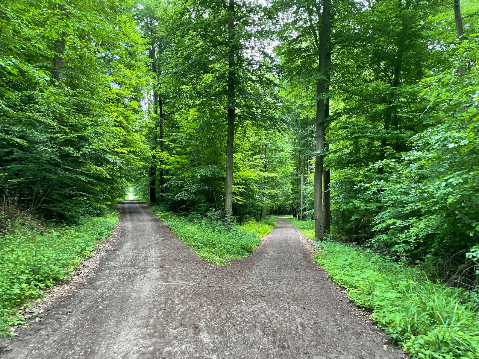 Two paths diverging in a forest