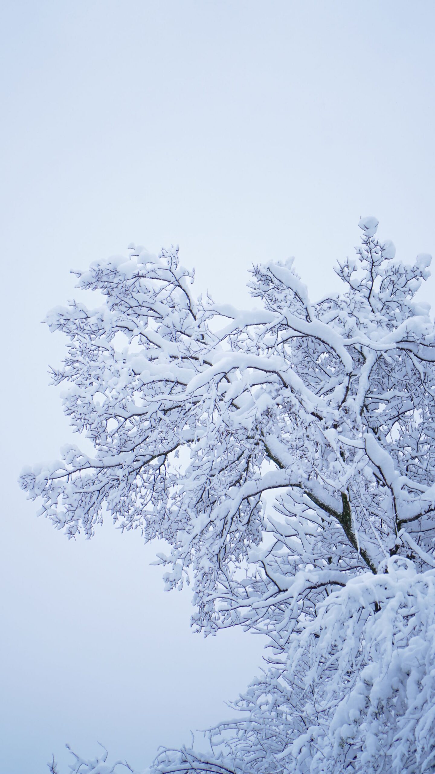 Snowflakes falling in winter