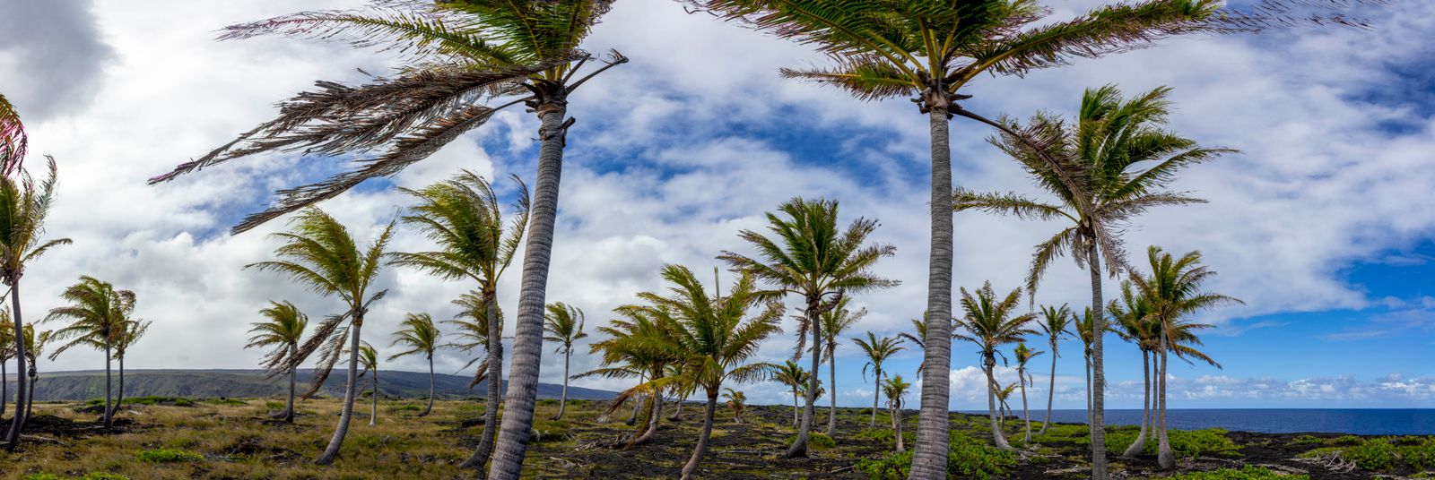 Wind blowing through trees