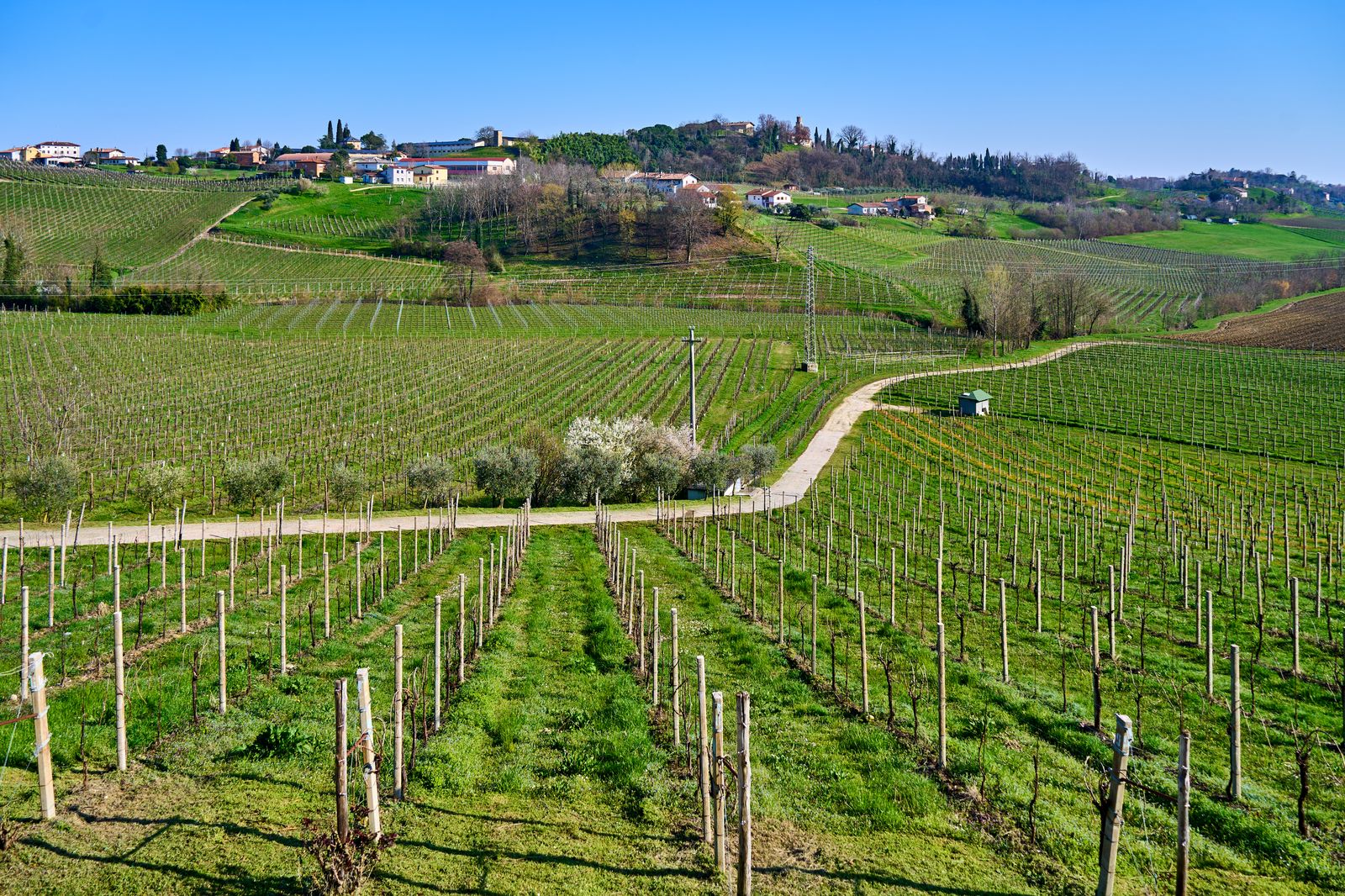 Vineyard landscape on rolling hills — der Weinberg