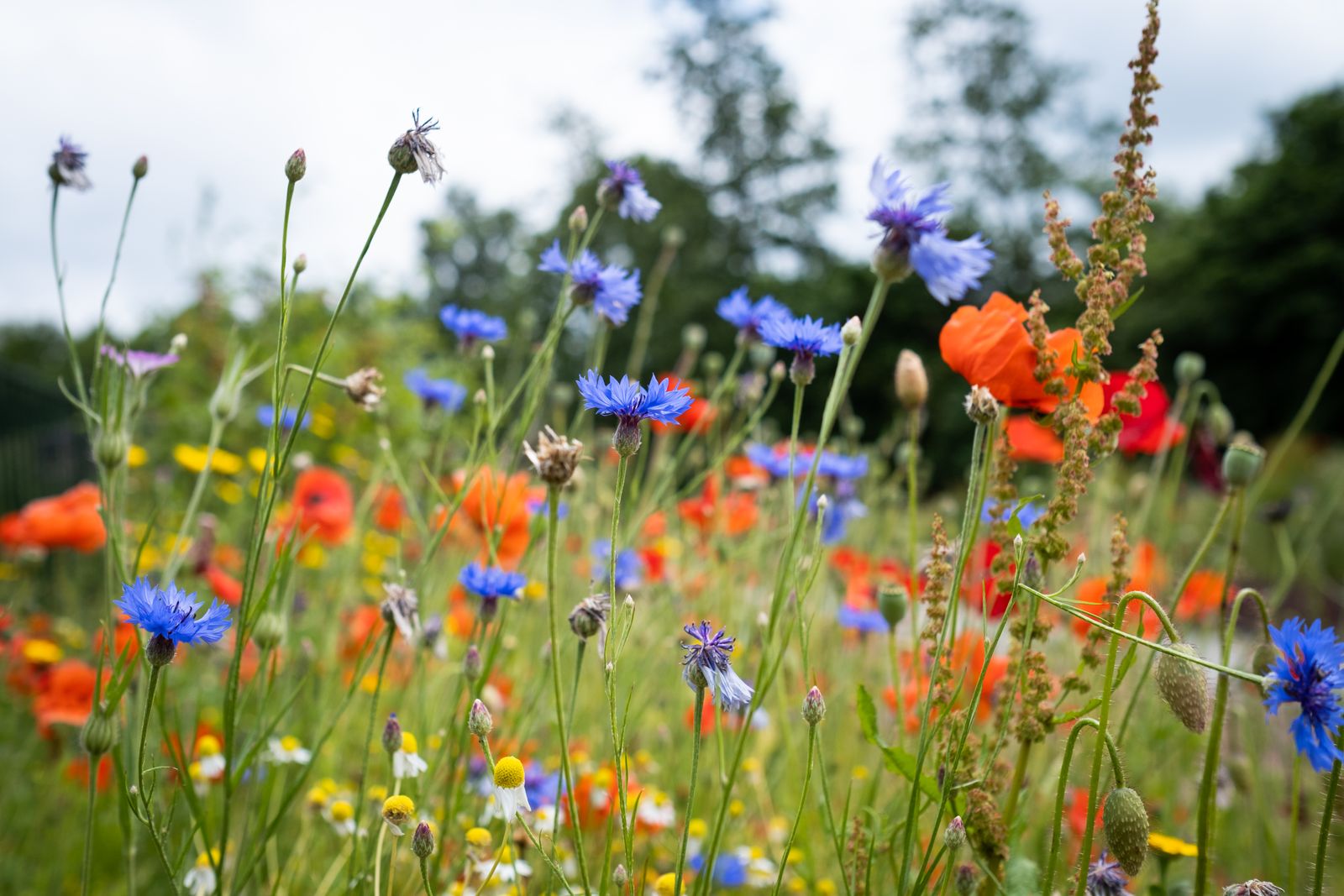 Wildflowers blooming in a summer meadow