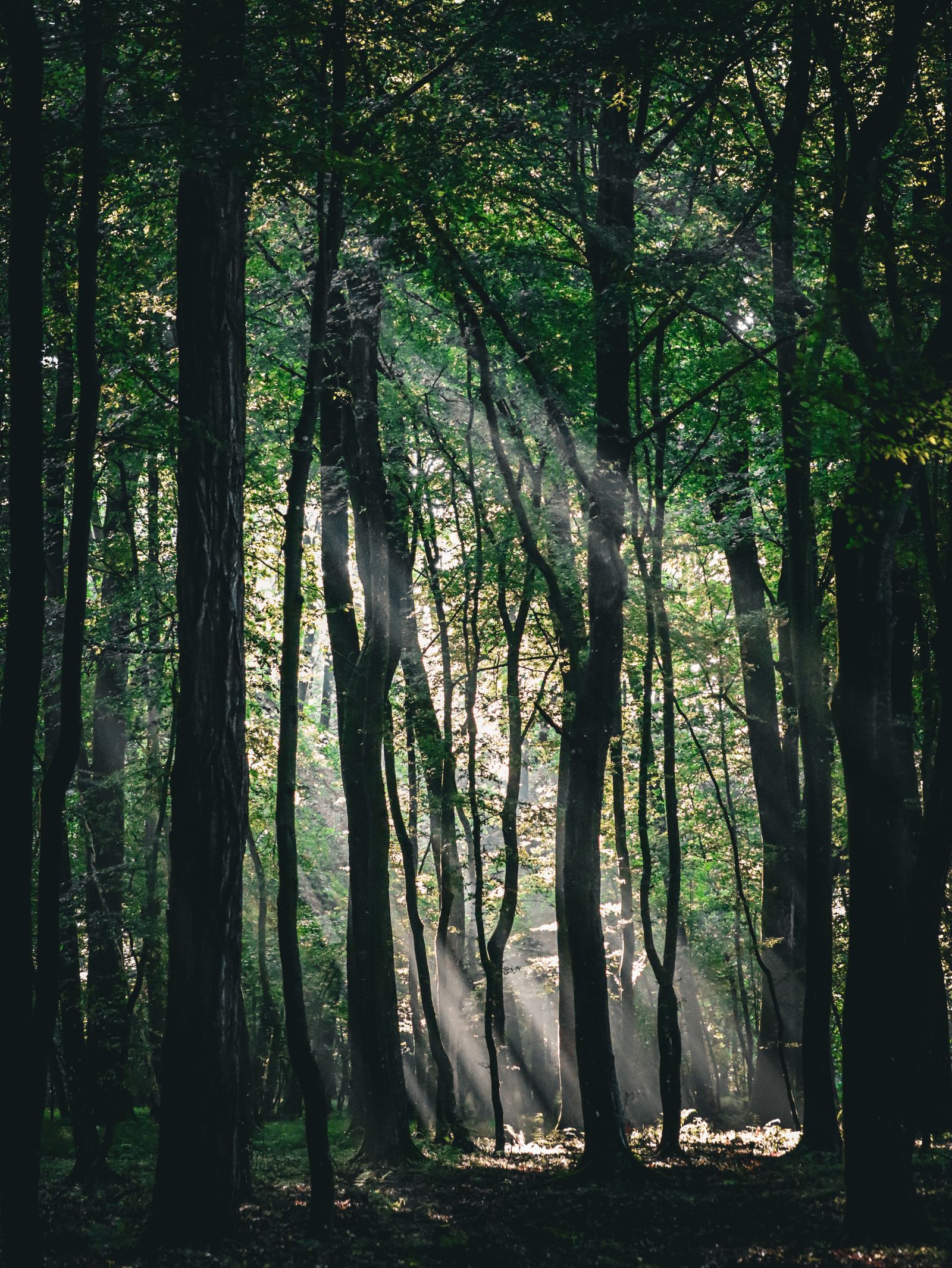 Sunlight streaming through a green forest