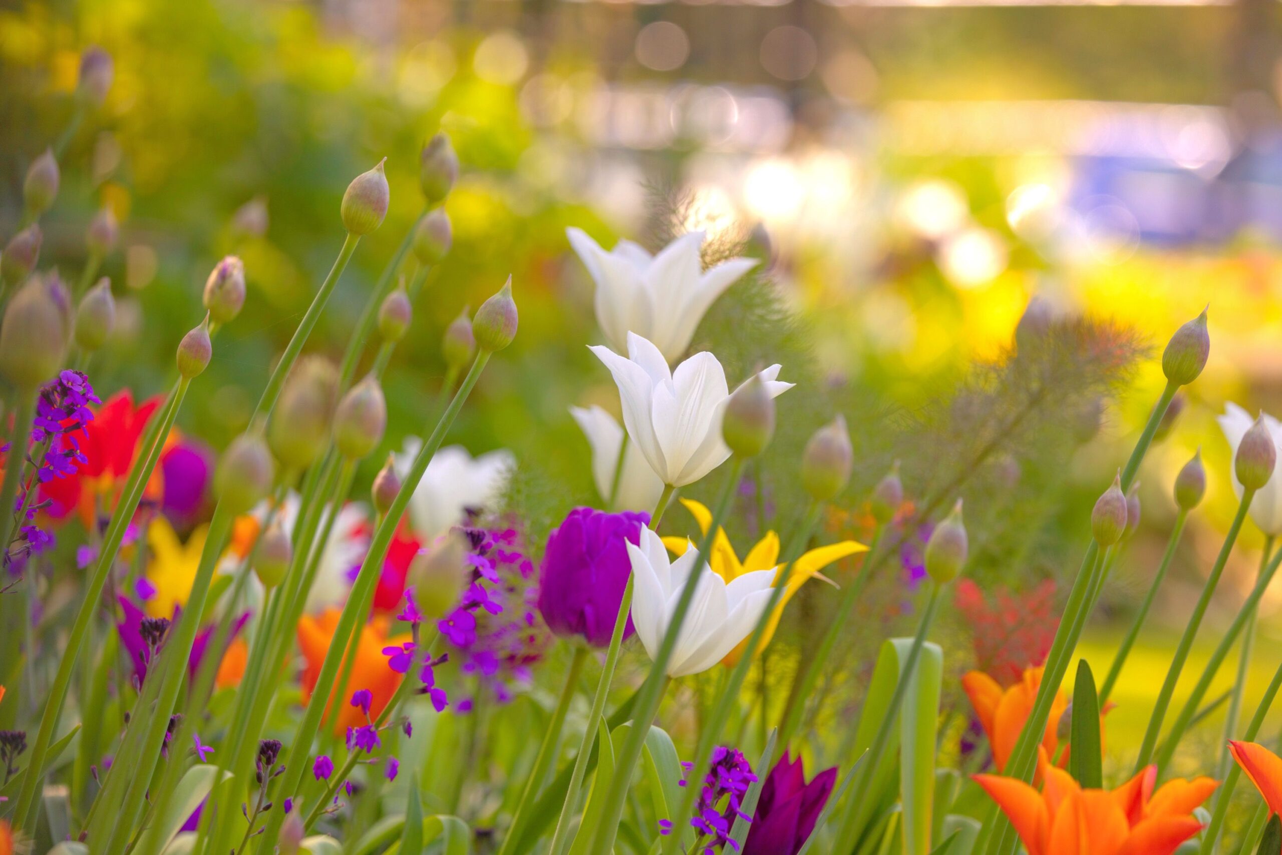 Colorful spring flowers blooming in a garden