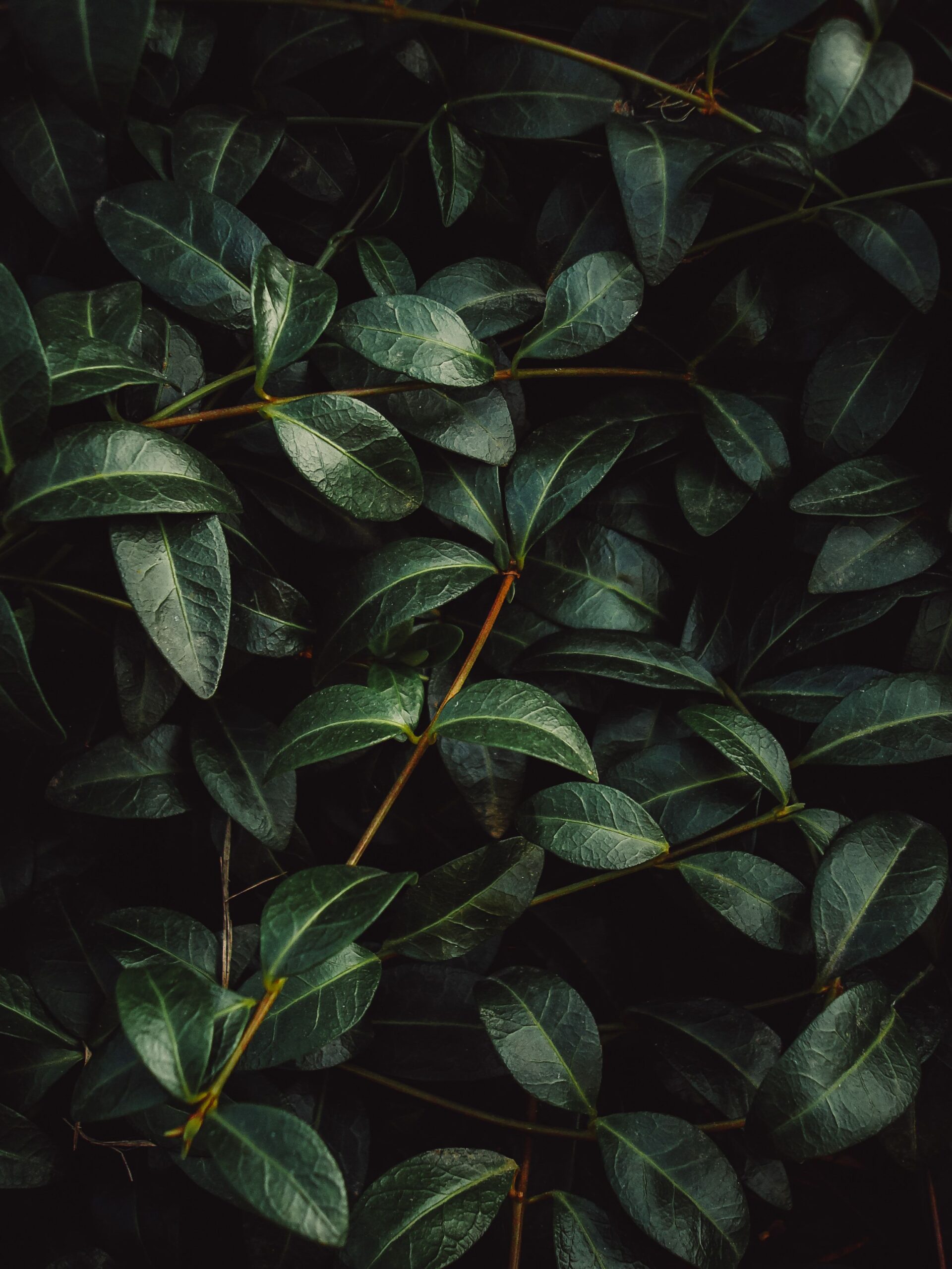 Lush green foliage leaves