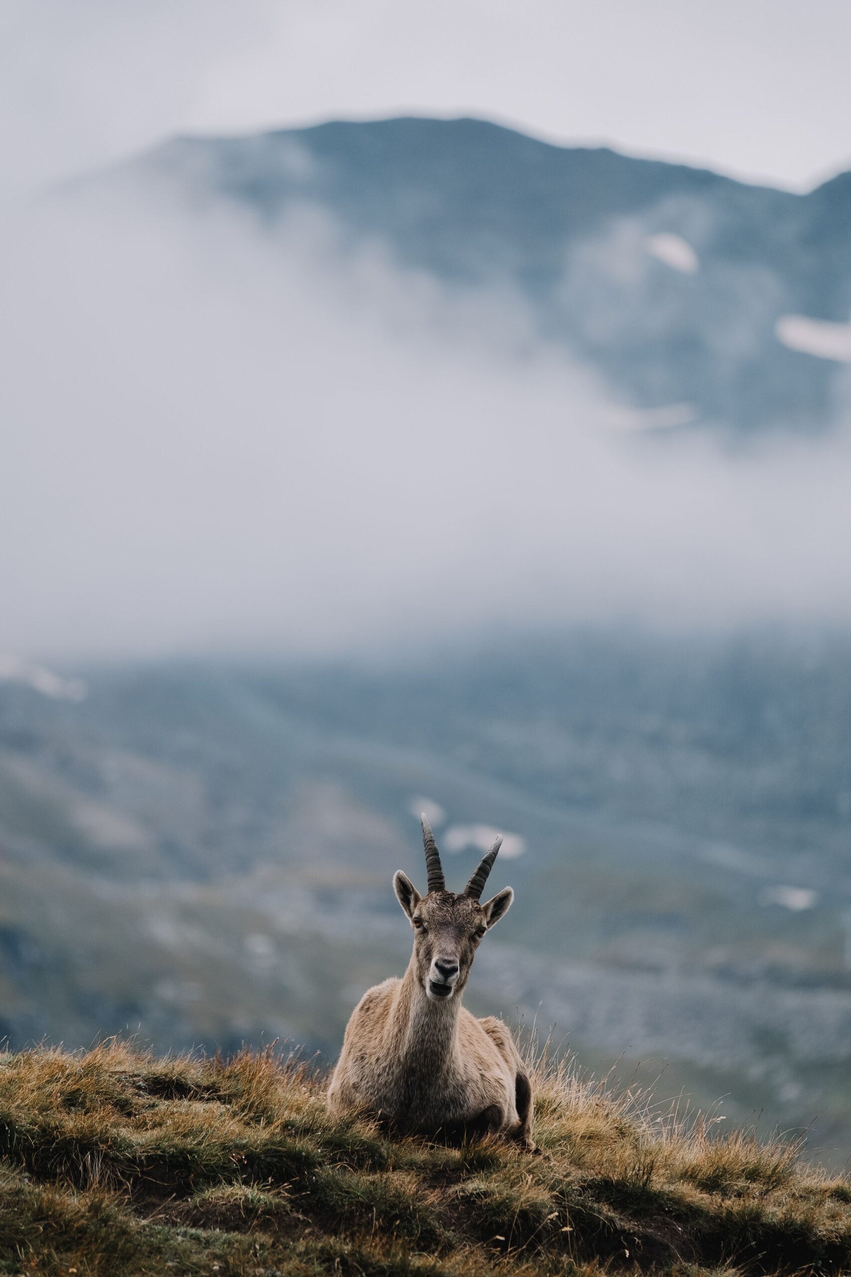 Mountain goats on a rocky peak