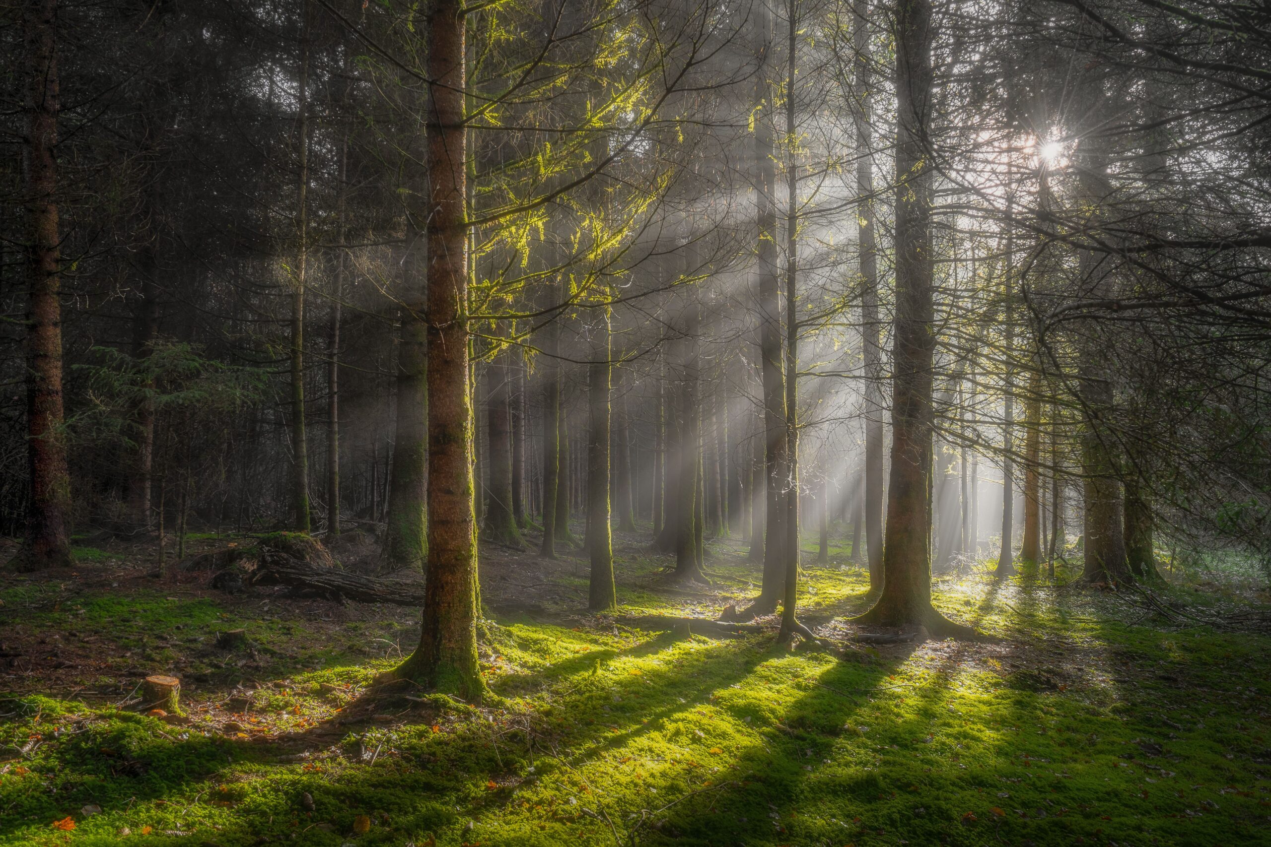 Sunlight streaming through a green forest