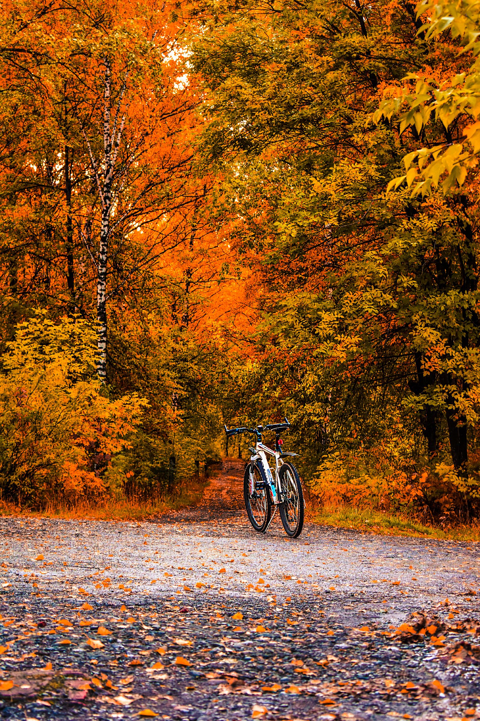 Forest path covered in colorful autumn foliage (der Herbst)