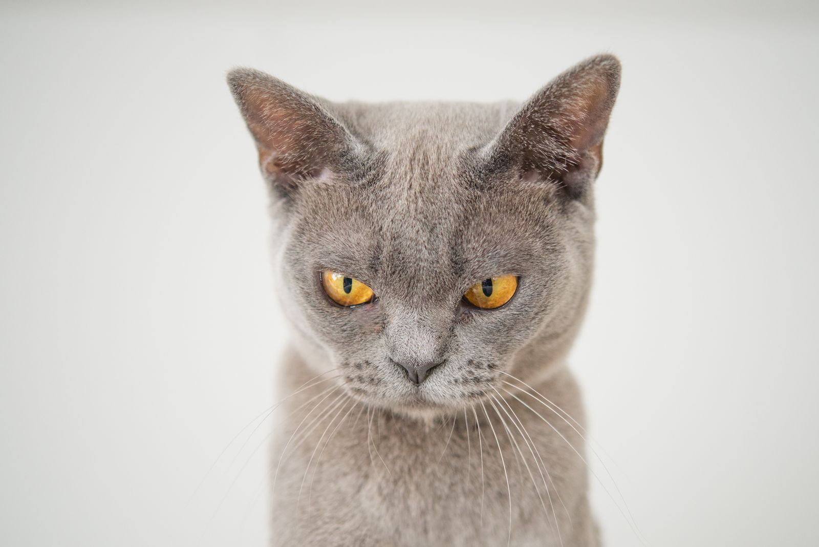 Close-up of a gray cat — die Katze