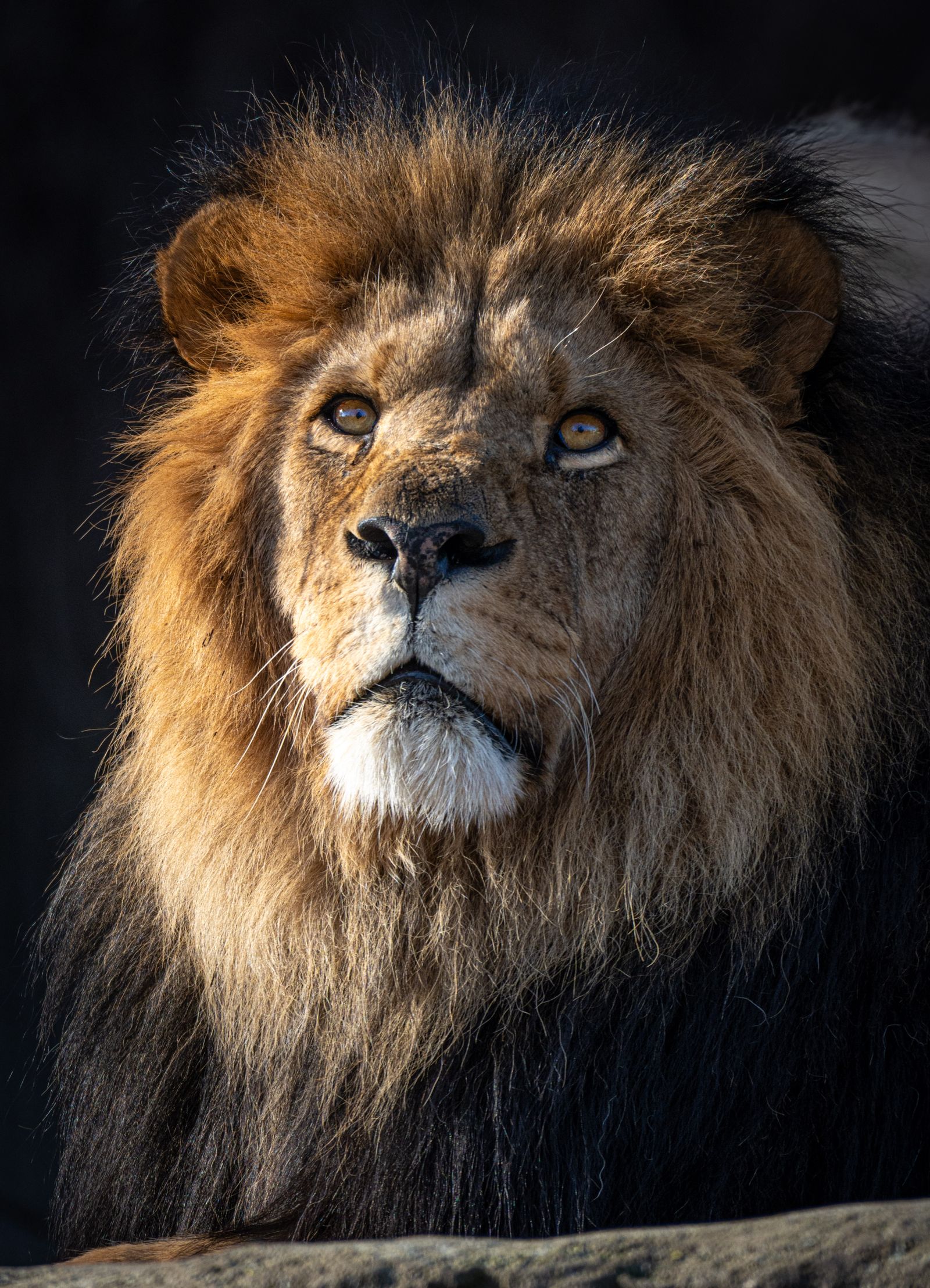 Lion resting in the wild