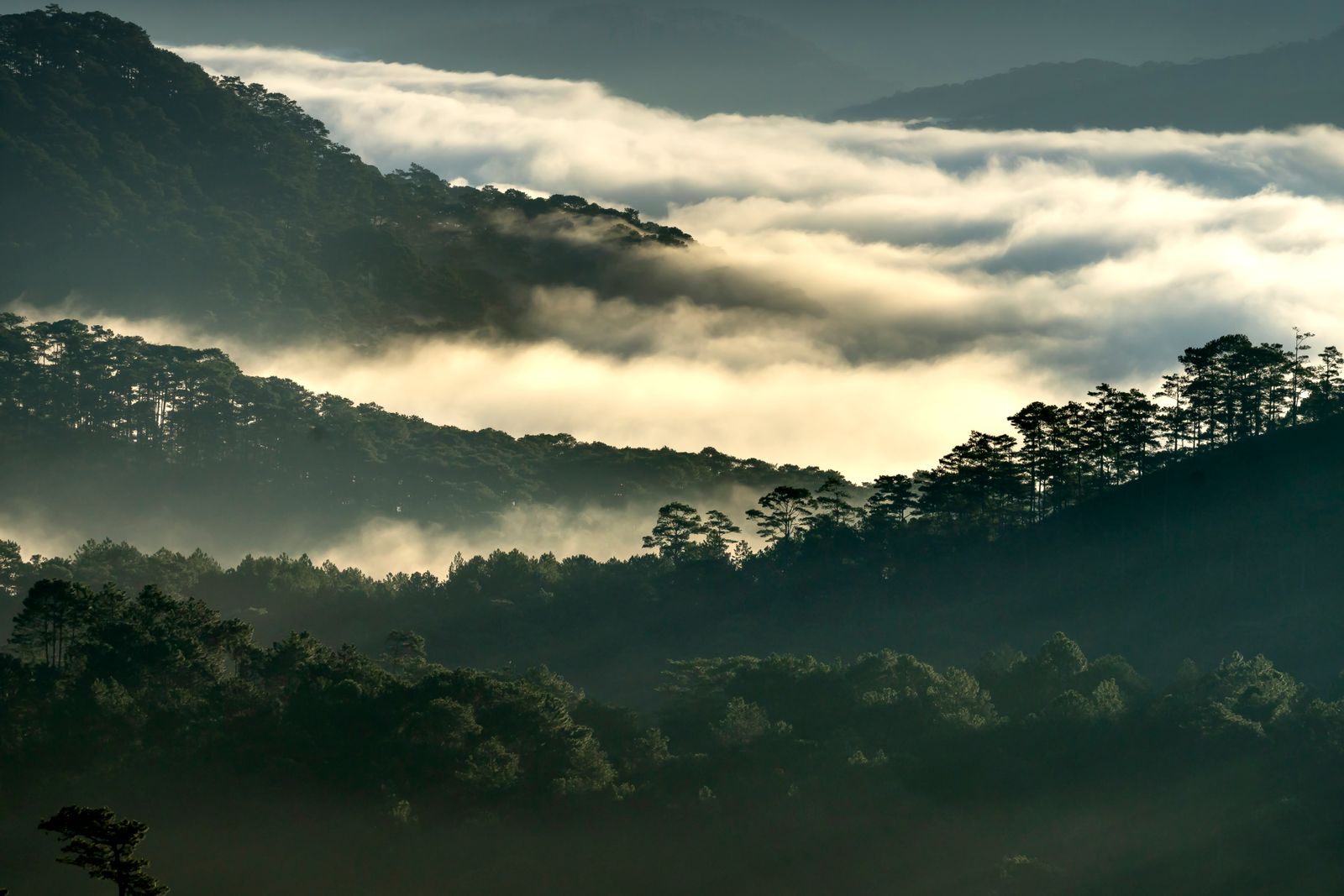 Fog over a forest