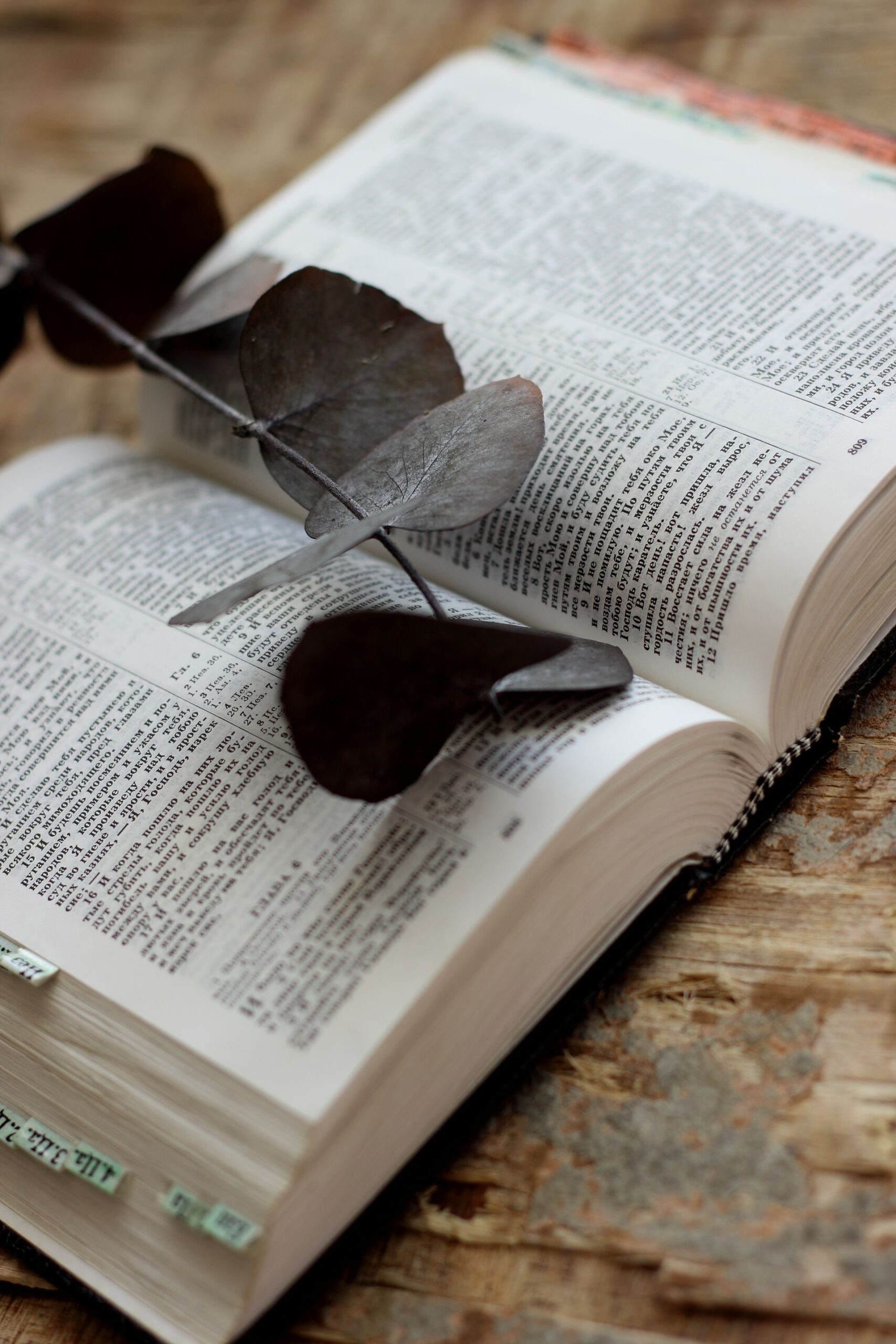 Open dictionary with dried leaves on rustic wood, evoking a vintage and earthy mood.