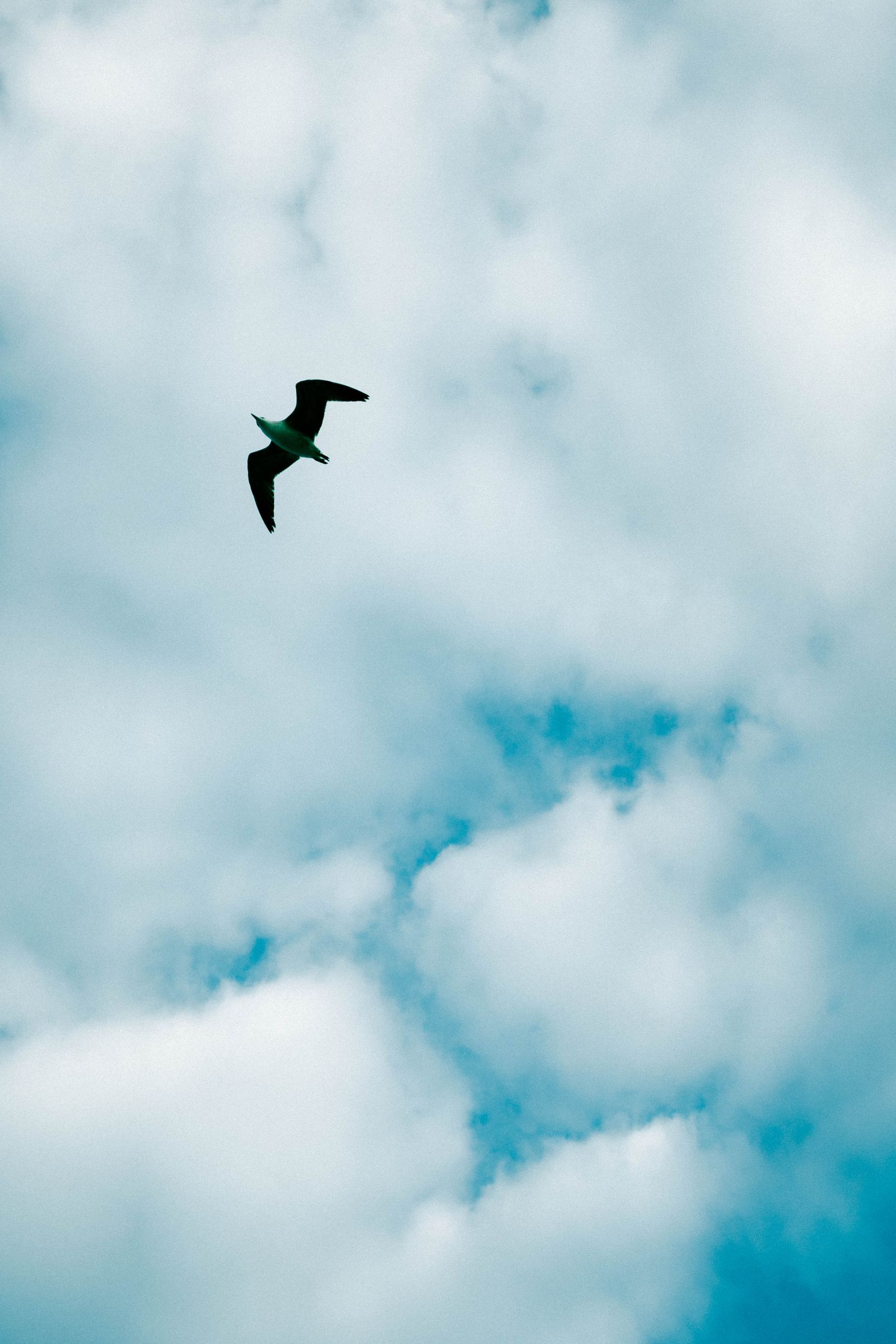 Seagull flying against a cloudy sky