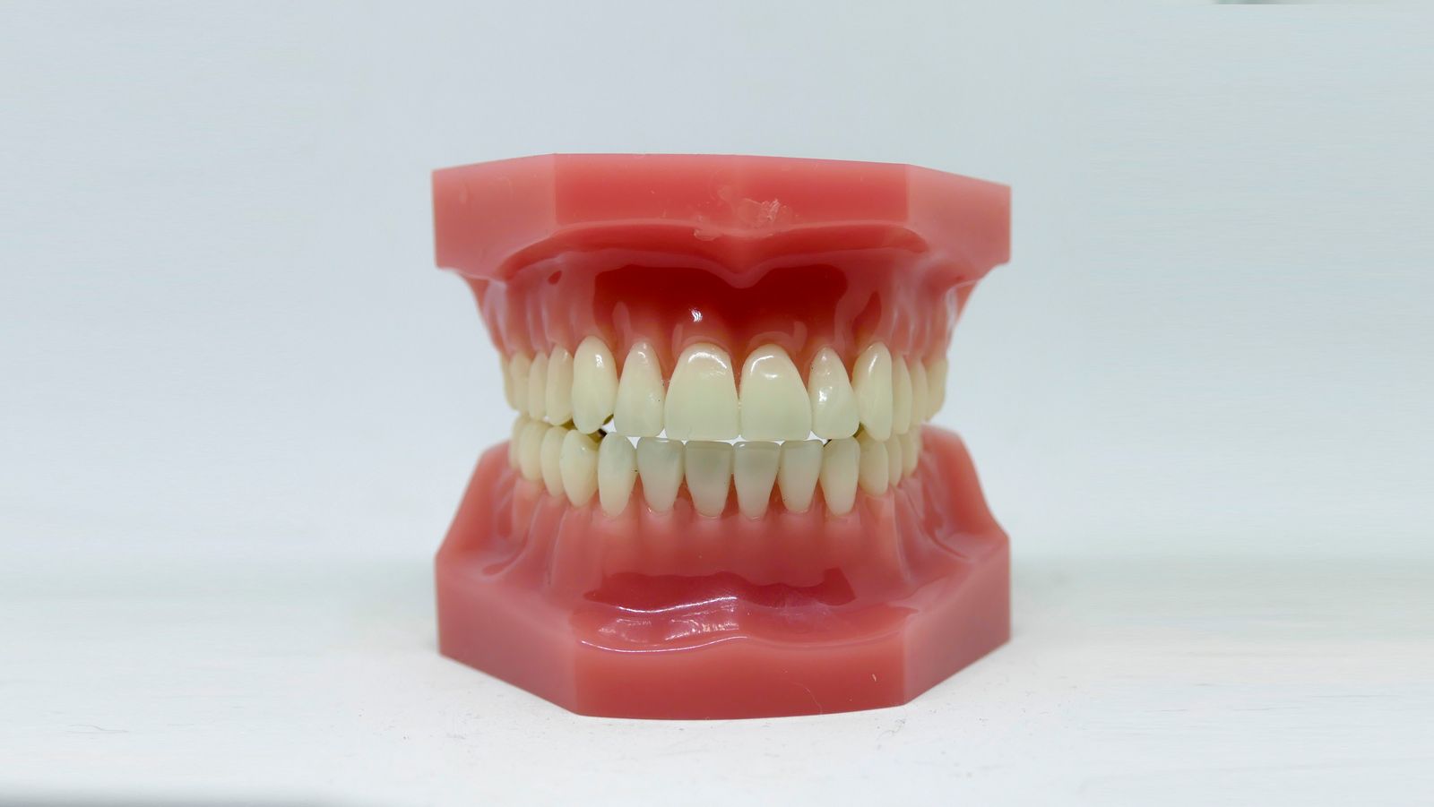Close-up of a dental tooth model