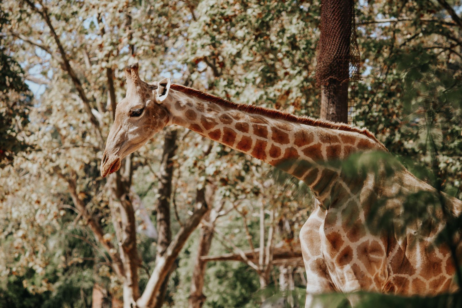 Giraffe at the zoo
