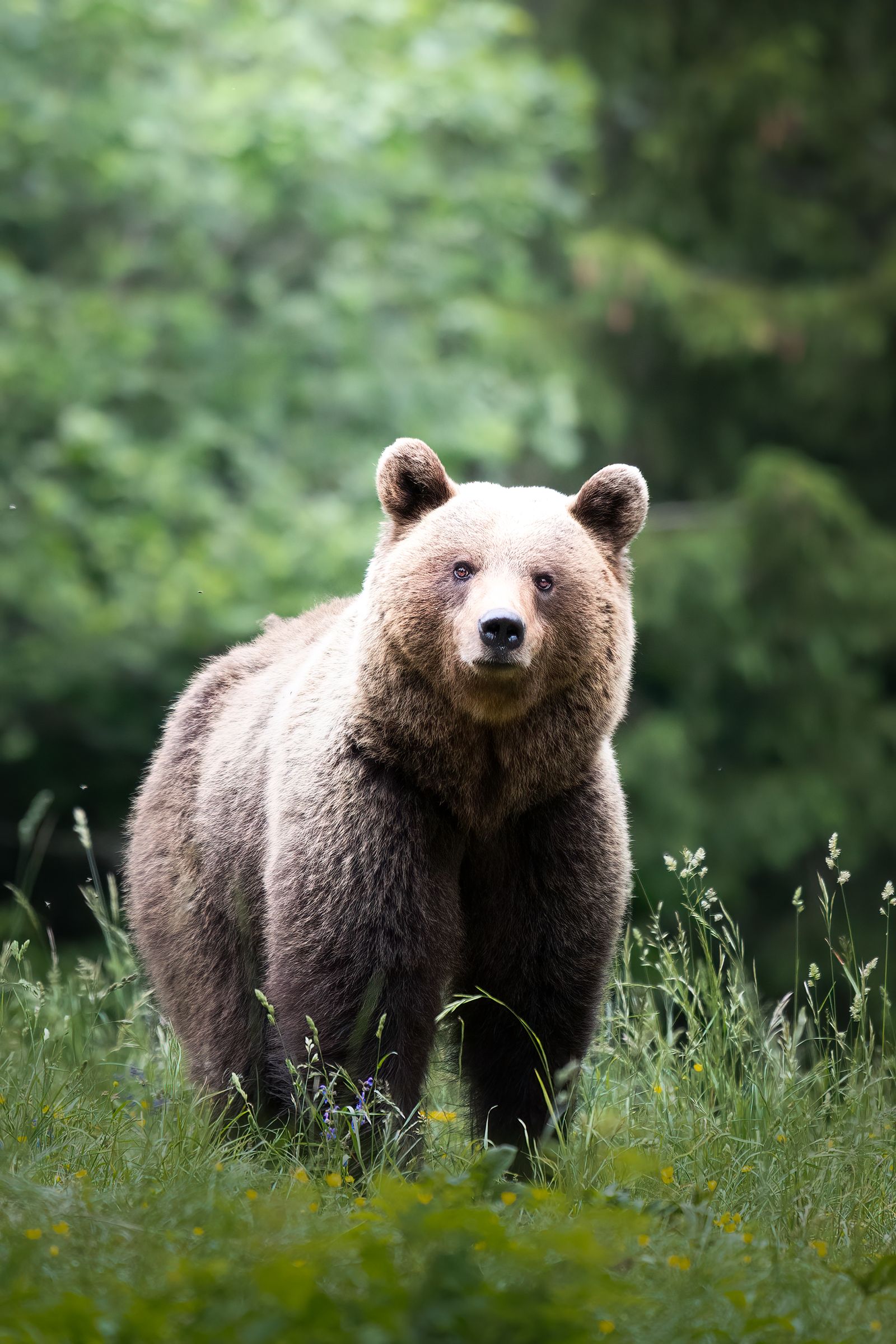 Brown bear in a forest