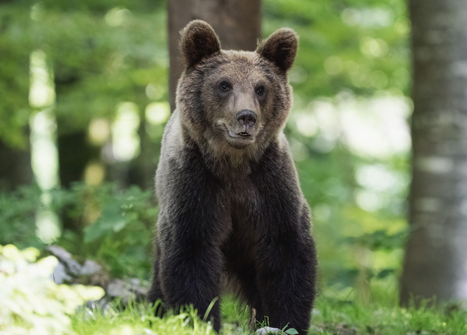 Brown bear in a forest