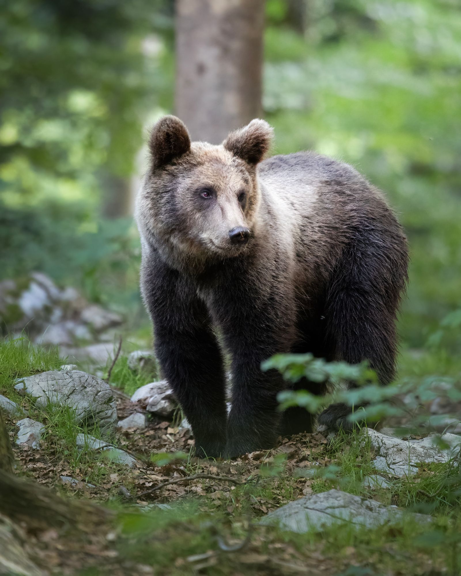 Brown bear in a forest