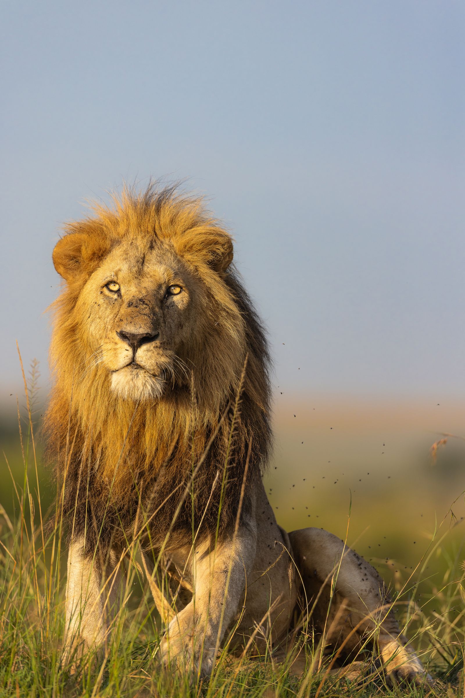 Lion portrait in the wild