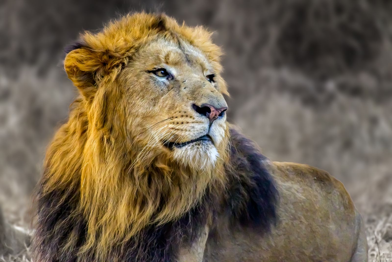 Lion portrait in the wild