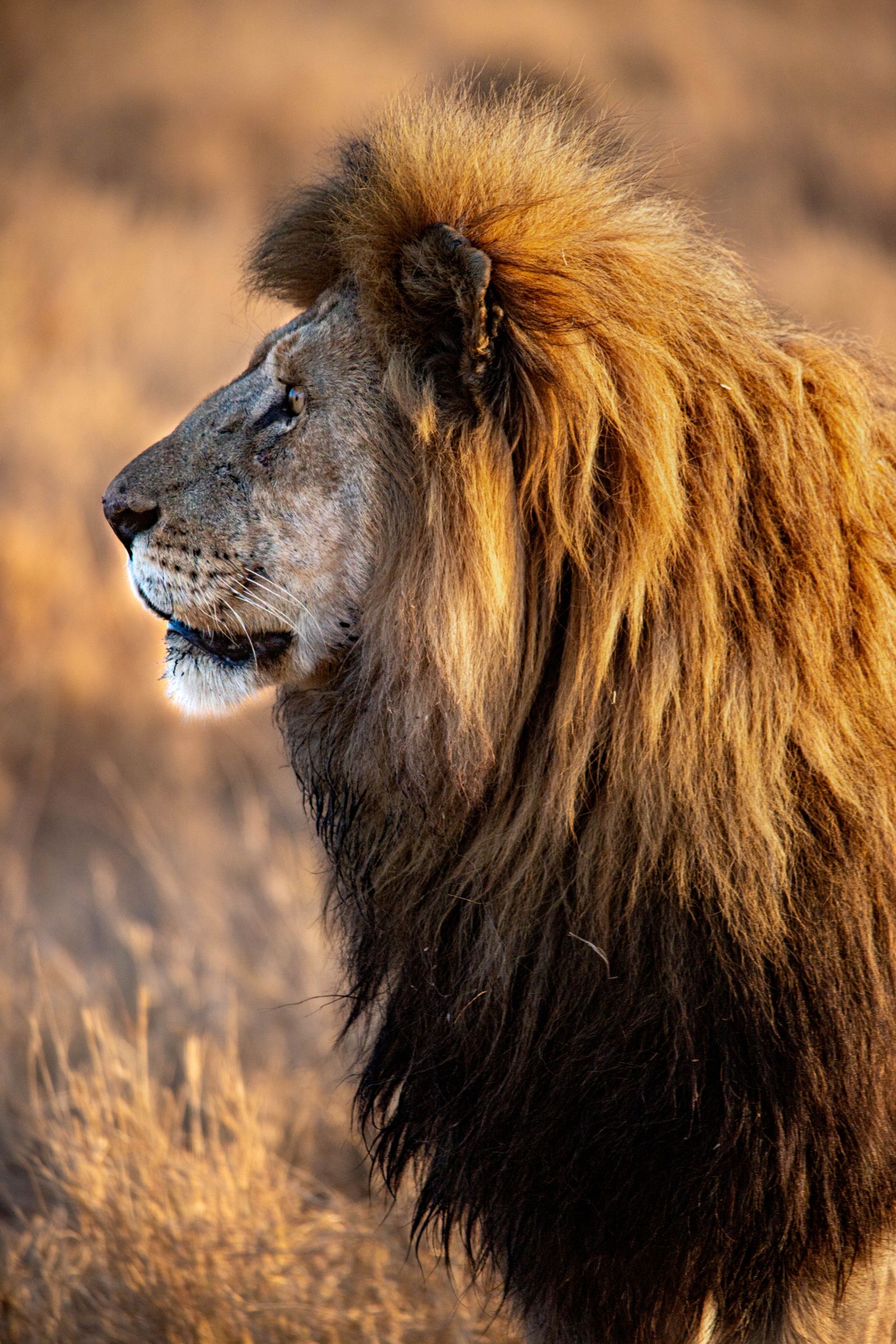 Lion portrait in the wild