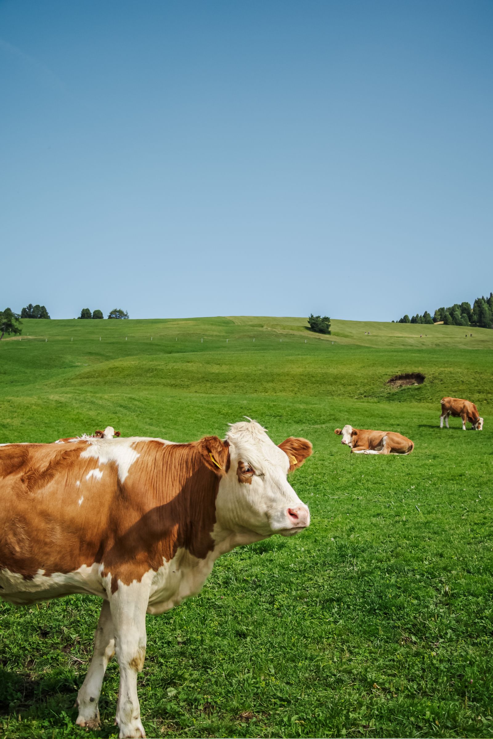 Cows grazing in a green meadow