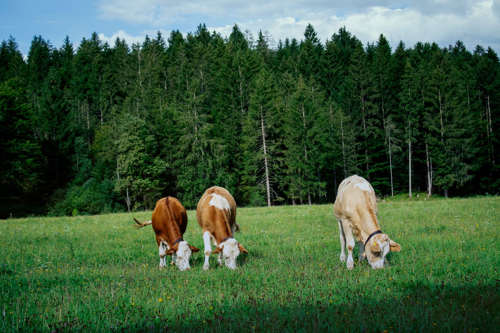 Cows grazing in a green meadow