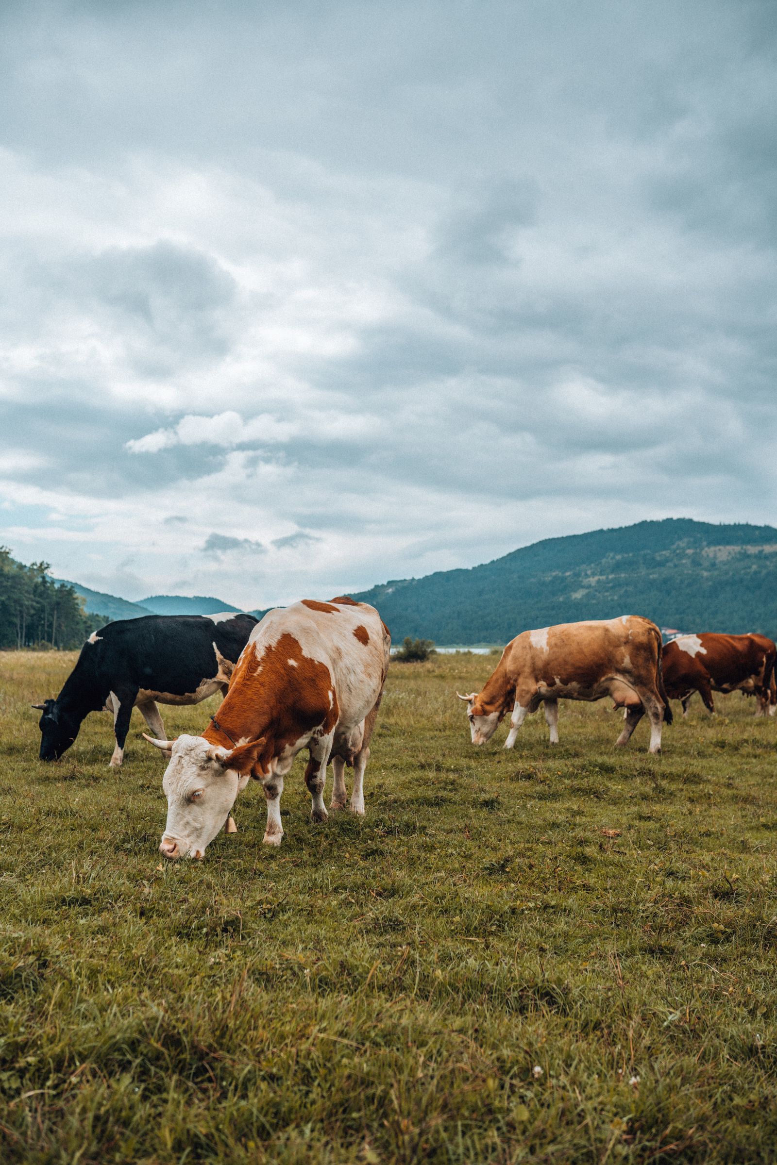 Cows grazing in a green meadow